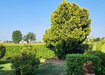 IMG-20250627-WA0021.jpg - Appartamento Via Pietro Nenni 38, Fontanellato - foto 7