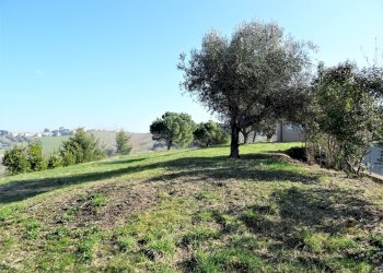 DSC06810.JPG - Terreno agricolo Senigallia - foto 18