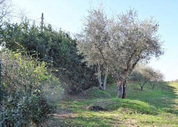 DSC06828.JPG - Terreno agricolo Senigallia - foto 22
