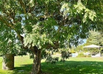 AAV.jpg - Casale Via Soggia 6, Sarzana - foto 30