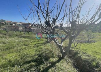 terreno - Agricultural land Silvi - photo 10