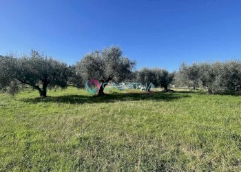 terreno - Agricultural land Silvi - photo 14