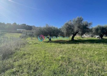 terreno - Agricultural land Silvi - photo 15