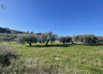 terreno - Agricultural land Silvi - photo 17