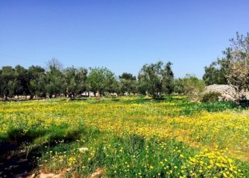 terreno - Terreno edificabile Contrada Giovannarolla, Ostuni - foto 10