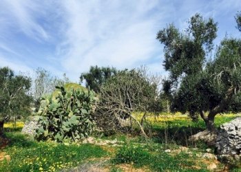 terreno - Terreno edificabile Contrada Giovannarolla, Ostuni - foto 13