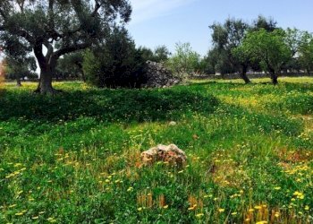 terreno - Terreno edificabile Contrada Giovannarolla, Ostuni - foto 14
