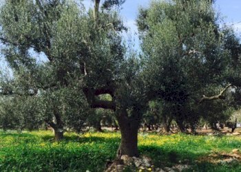 terreno - Terreno edificabile Contrada Giovannarolla, Ostuni - foto 15
