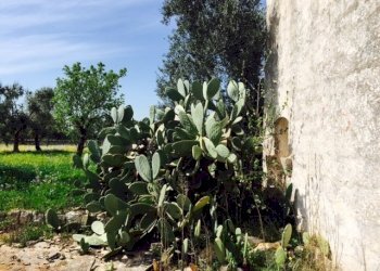 Contrada Giovannarolla - Terreno edificabile Contrada Giovannarolla, Ostuni - foto 11