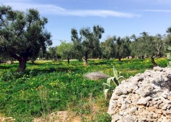 Contrada Giovannarolla - Terreno edificabile Contrada Giovannarolla, Ostuni - foto 12