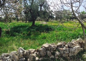 Contrada Giovannarolla - Terreno edificabile Contrada Giovannarolla, Ostuni - foto 13