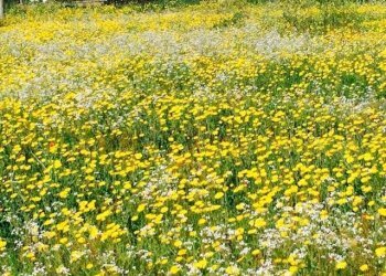 Contrada Giovannarolla - Terreno edificabile Contrada Giovannarolla, Ostuni - foto 14
