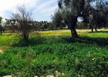 Contrada Giovannarolla - Terreno edificabile Contrada Giovannarolla, Ostuni - foto 16