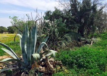 Contrada Giovannarolla - Terreno edificabile Contrada Giovannarolla, Ostuni - foto 17