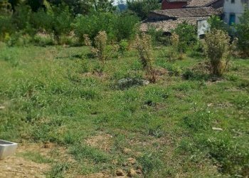 WhatsApp Image 2025-08-26 at 11.29.58.jpeg - Terreno edificabile Medesano - foto 11