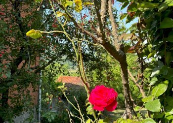 WhatsApp Image 2025-06-06 at 10.02.54 (3).jpeg - Porzione di casa Terenzo - foto 5