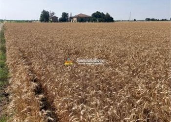 Rustico VIA VIAZZA DESTRA 46, Budrio - foto 4