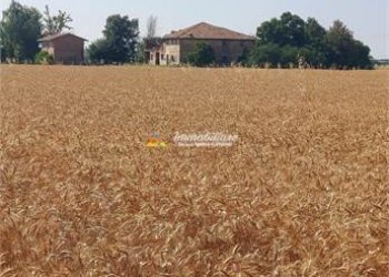 Rustico VIA VIAZZA DESTRA 46, Budrio - foto 6