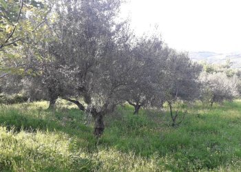 Foto 9 - Terreno edificabile Contrada Foce, Manoppello - foto 9