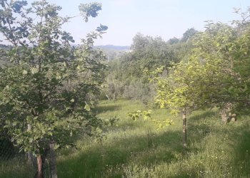 Foto 11 - Terreno edificabile Contrada Foce, Manoppello - foto 11