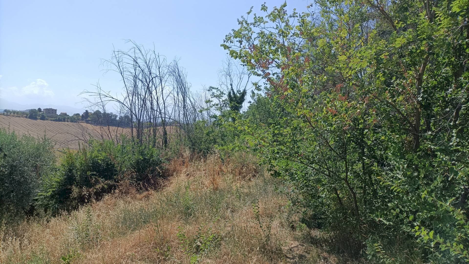 Foto 1 - Terreno agricolo Contrada Valle Scura, Petritoli - foto 1