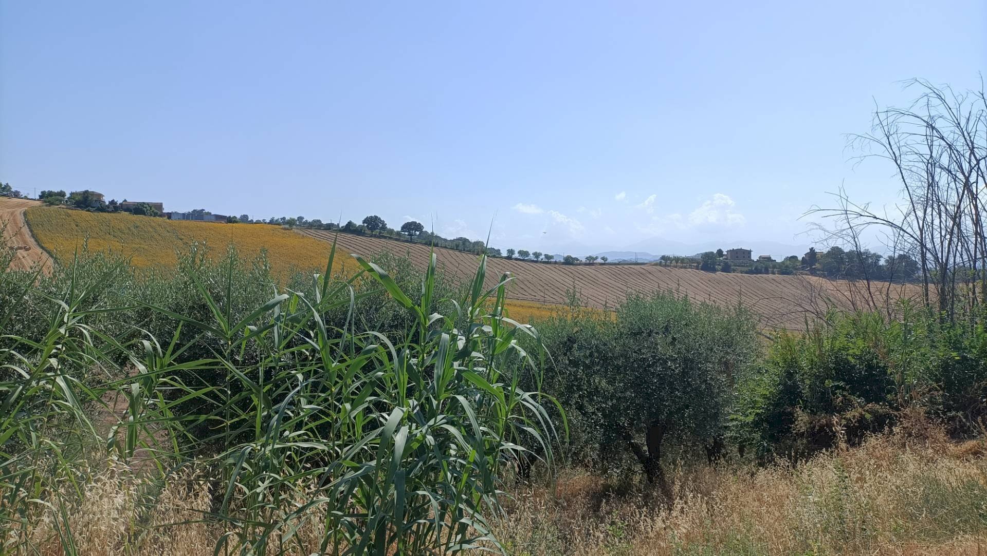 Foto 2 - Terreno agricolo Contrada Valle Scura, Petritoli - foto 2