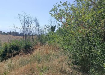 Foto 1 - Terreno agricolo Contrada Valle Scura, Petritoli - foto 1