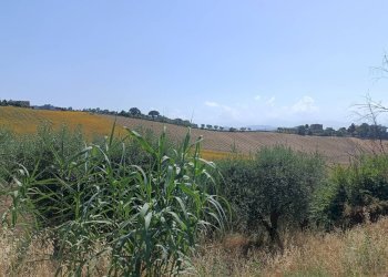 Foto 2 - Terreno agricolo Contrada Valle Scura, Petritoli - foto 2