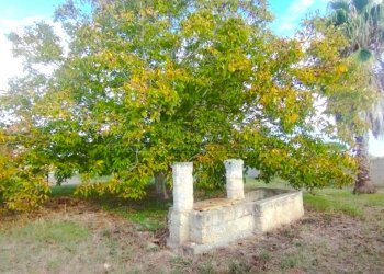 pozzo sorgivo in area cintata.jpg - Villa Via Passo del Lupo 4, Matino - foto 15