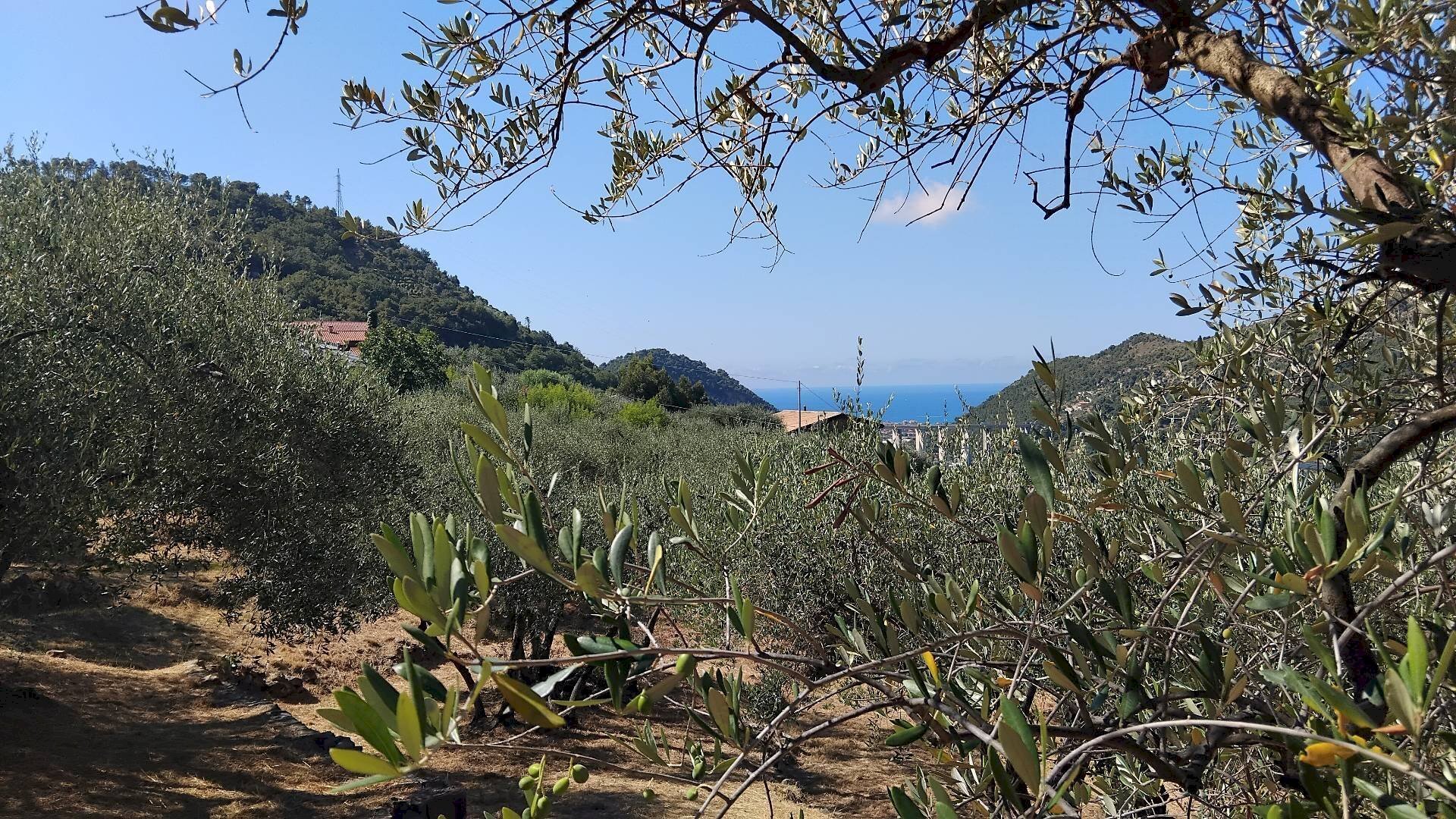 Foto 1 - Terreno agricolo san sinforiano
 
snc, San Biagio della Cima - foto 1