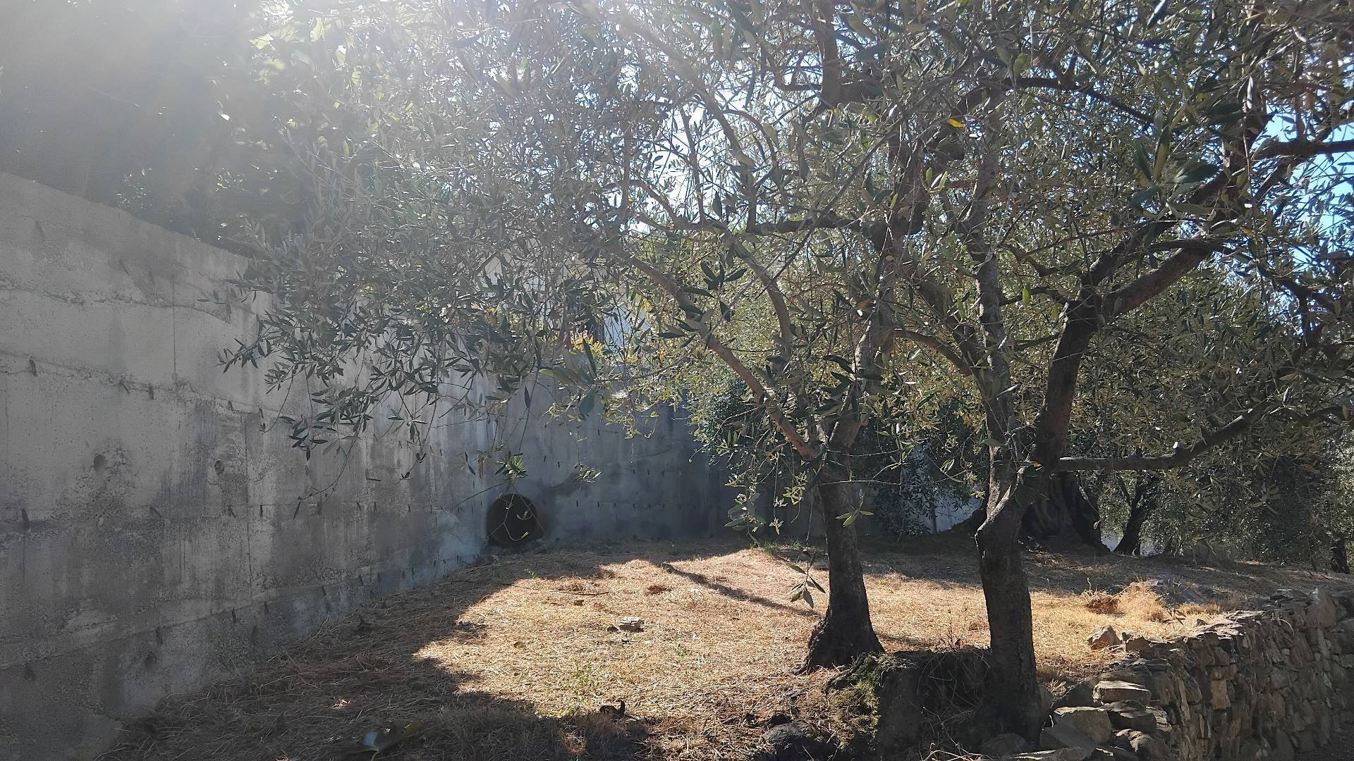 Foto 3 - Terreno agricolo san sinforiano
 
snc, San Biagio della Cima - foto 3