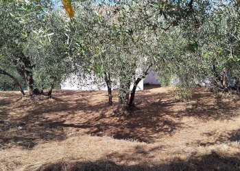 Foto 4 - Terreno agricolo san sinforiano
 
snc, San Biagio della Cima - foto 4