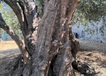 Foto 5 - Terreno agricolo san sinforiano
 
snc, San Biagio della Cima - foto 5