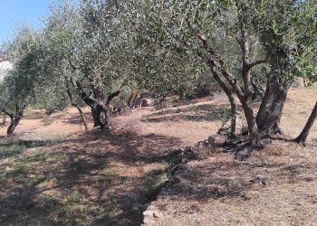 Foto 9 - Terreno agricolo san sinforiano
 
snc, San Biagio della Cima - foto 9