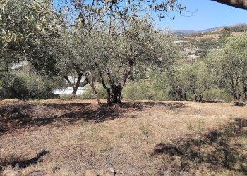 Foto 10 - Terreno agricolo san sinforiano
 
snc, San Biagio della Cima - foto 10