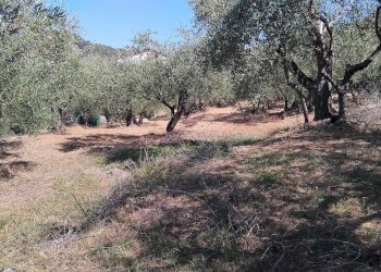 Foto 11 - Terreno agricolo san sinforiano
 
snc, San Biagio della Cima - foto 11