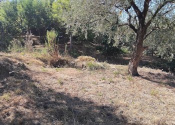 Foto 15 - Terreno agricolo san sinforiano
 
snc, San Biagio della Cima - foto 15