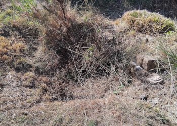 Foto 16 - Terreno agricolo san sinforiano
 
snc, San Biagio della Cima - foto 16