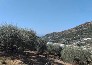 Foto 19 - Terreno agricolo san sinforiano
 
snc, San Biagio della Cima - foto 19