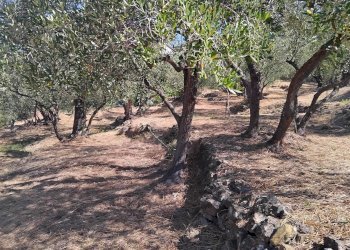 Foto 20 - Terreno agricolo san sinforiano
 
snc, San Biagio della Cima - foto 20