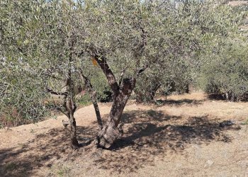 Foto 23 - Terreno agricolo san sinforiano
 
snc, San Biagio della Cima - foto 23