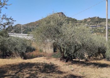 Foto 24 - Terreno agricolo san sinforiano
 
snc, San Biagio della Cima - foto 24