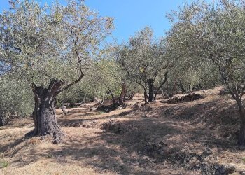 Foto 25 - Terreno agricolo san sinforiano
 
snc, San Biagio della Cima - foto 25