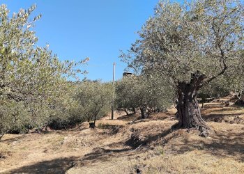 Foto 26 - Terreno agricolo san sinforiano
 
snc, San Biagio della Cima - foto 26