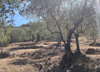 Foto 27 - Terreno agricolo san sinforiano
 
snc, San Biagio della Cima - foto 27