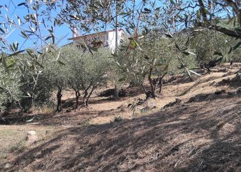 Foto 28 - Terreno agricolo san sinforiano
 
snc, San Biagio della Cima - foto 28