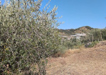 Foto 29 - Terreno agricolo san sinforiano
 
snc, San Biagio della Cima - foto 29