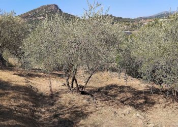 Foto 30 - Terreno agricolo san sinforiano
 
snc, San Biagio della Cima - foto 30