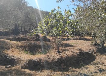 Foto 31 - Terreno agricolo san sinforiano
 
snc, San Biagio della Cima - foto 31