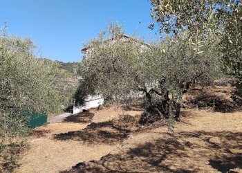 Foto 35 - Terreno agricolo san sinforiano
 
snc, San Biagio della Cima - foto 35